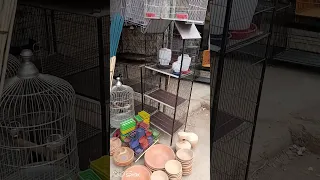 birds cage shop in karachi//malir