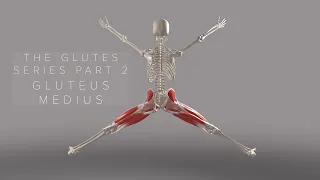 The Glutes Series Part 2: Gluteus Medius (3D Animation)