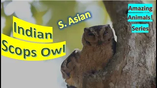 Indian Scops Owl facts🦉 resident species of owl native to South Asia