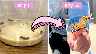 Life Cycle of a Butterfly | Grow Painted Lady Butterflies from Caterpillars with me!