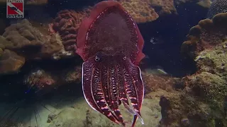 Каракатица выпускает чернила | Cuttlefish releasing its sepia | Diving in Pattaya, Thailand