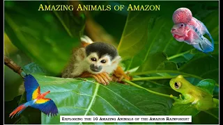 Exploring the 10 Amazing Animals of Amazon| English