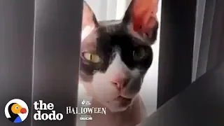 Scary Cat Threatens His Owner Over FaceTime  | The Dodo