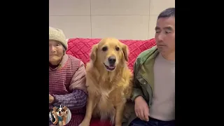 Golden Dog is adorable always protecting grandma. That’s pure Love! ♥️🦮♥️