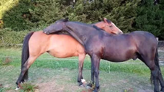 Horse massage