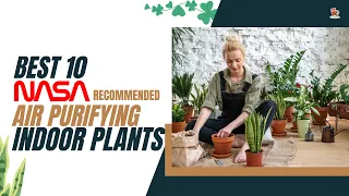 Best 10 Air purifying indoor plants | Approved by NASA