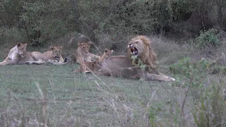 Older lion cubs teach "kids" not to bite Dad
