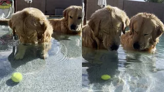 Dogs Confused About Sunken Ball Underwater