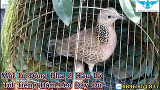 #011 (Đã Bán) Mồi Lỡ Đồng Pha 2 Hậu Lỡ Giấ 2Tr || Đi Rừng & Cu Gáy Phú Yên