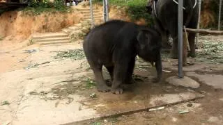 Baby Elephant in distress