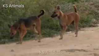 Dog Want To Meeting dog meeting video in village for the summer season।। rural dogs first time speed
