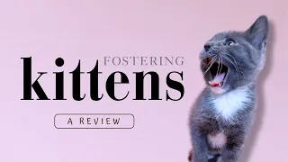 What Fostering Kittens is REALLY Like.. | A Review 👀