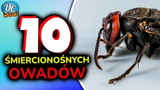 10 najgroźniejszych owadów świata - zabójcze pszczoły, pająki i inne