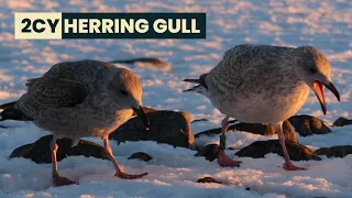 Peculiar pair-bonding behaviour in two 2CY European Herring Gulls