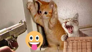 You Laugh you Lose Latest Funny Cats and Dogs Videos part 10