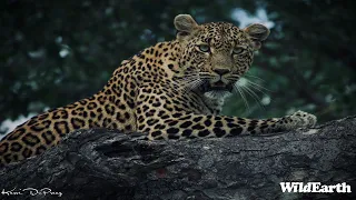 SafariLIVE Sunrise Safari- 01 May 2024