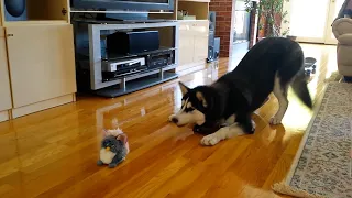 FUNNIEST Huskies ðŸ¤£ | 15 Minutes Best Videos