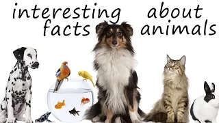 Amazing Facts About Animals For Kids | 5 Mind Blowing  Facts You Didn't Know About Animals