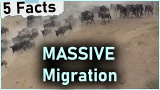 5 Facts About The Great Wildebeest Migration