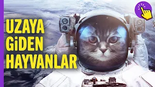 Uzaya giden hayvanlar! | Hayvanlar Alemi | İlginç bilgiler | Aklında olsun