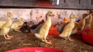 New Home for the Ducklings | Farm Raised With P. Allen Smith