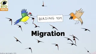 #BTOYouth Birding 101 - Migration