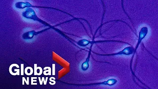Testicular cells created by 3D printer in world-first breakthrough