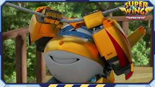 [SUPERWINGS5 Compilation] Golden Boy 1 | Super Pets | Superwings Full Episodes | Super Wings
