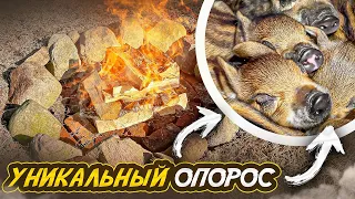 ЧУДО НА ХУТОРЕ! НЮША ВСЁ! НАША ЖИЗНЬ НА КРАЮ ЛЕСА