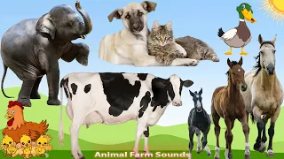 Amazing Animals:  Dogs, Chickens, Elephant, Horse, Cats, Cows - Animal Paradise