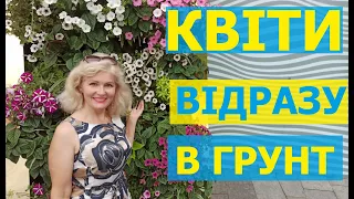 ЦІ КВІТИ МОЖНА сіяти ВІДРАЗУ В ГРУНТ. КВІТИ без розсади, квітучі все літо