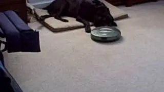 Roomba attacks dog!