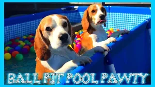 TURN YOUR POOL INTO A BALL PIT : Louie The Beagle