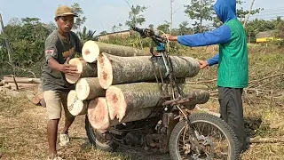 Tebang pohon Sengon,daunnya jadi rebutan masyarakat,,,