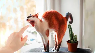 Angry Cats - Super Pets Reaction Videos | funny moments and pranks from owners