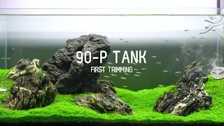 90-P 44 Gallon Planted Aquarium Tank Trimming