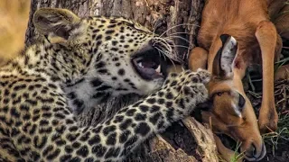 Baby Leopard Plays with His Food | BBC Earth