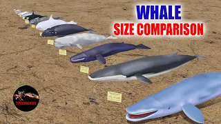 Whale Size Comparison – comparación tamaño ballenas. 3D Animation comparison