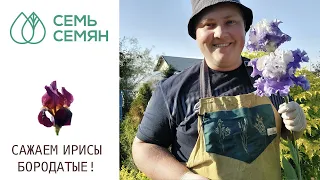 ПРЕКРАСНЫЕ ИРИСЫ БОРОДАТЫЕ! ТОНКОСТИ ПОСАДКИ И УХОДА!