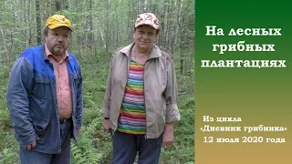 На лесных грибных плантациях. Дневник грибника 12 июля 2020 года