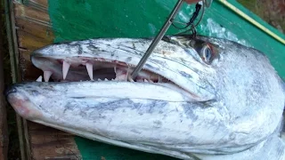 Giant Barracuda