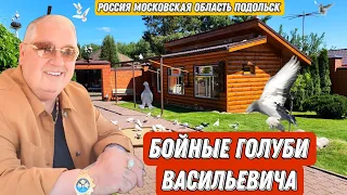 И снова в гостях у Васильевича. Идеальная голубятня. Лучшие бойные голуби России. Козырный питомник!