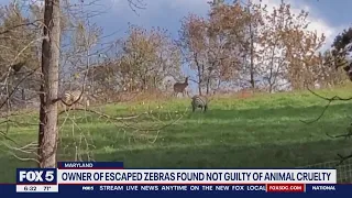 Owner of escaped zebras found not guilty of animal cruelty in Prince George's County