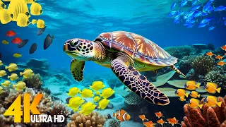 Under Red Sea 4K - Beautiful Coral Reef Fish in Aquarium, Sea Animals for Relaxation - 4K Video #68