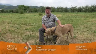 Тазы. Охотничьи собаки в Казахстане