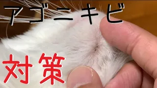 猫とヘイトごはん｜ルゥナのアゴニキビ #猫 #cat #ラグドール #ニキビ