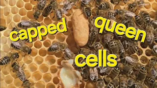 weekly inspection, finding capped queen cells.