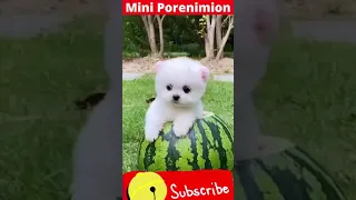 Mini Pomeranian 😁 Funny and Cute Pomeranian #shorts#dogs#puppie 2