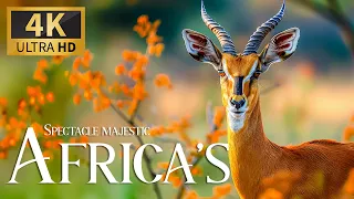 Spectacle Majestic Africa’s 4K 🐾 Dicovery Nature Beautiful Wildlife Film with Relax Piano Music