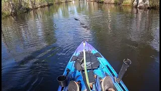 Aggressive Alligators in the Okefenokee Swamp - It Charged My Kayak!